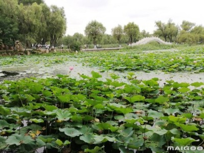 济南哈尔滨太阳岛旅游景点推荐，你去过几个？